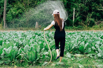 A lush farm benefited from sprinkler irrigation